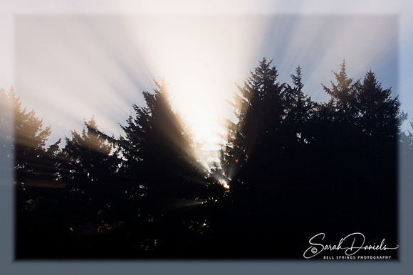 Morning Sunbeam in Humboldt County Redwoods