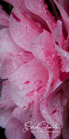Vertical Pink Petals after Rainstorm