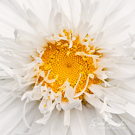 White Daisy