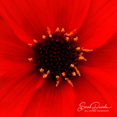 Red Flower Close-up