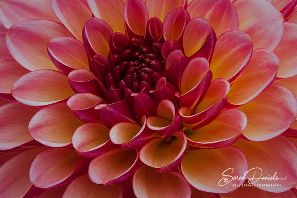Pink and Orange Dahlia