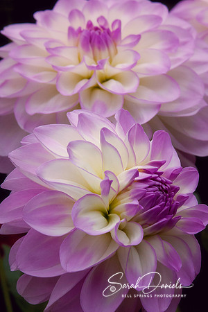 Two Purple Dahlias