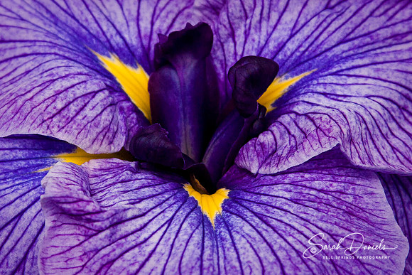 Purple Japanese Iris