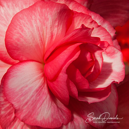 Pink Begonia