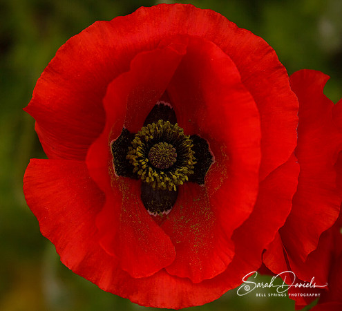 Red Oriental Poppy