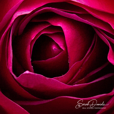 Red Rose Unfolding