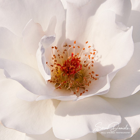 White Rose
