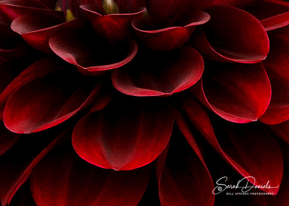 Red Dahlia