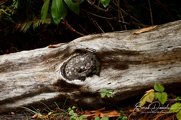 Weathered Log