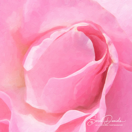 Painterly Pink Rose