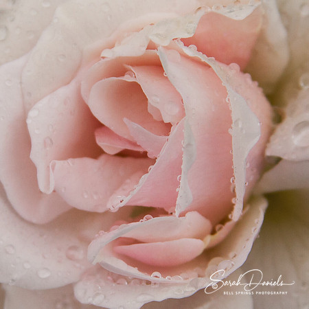 Rainy Pink Rose