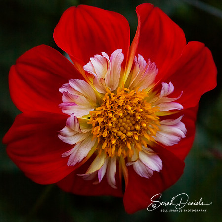Red and White Dahlia