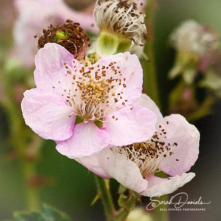 Painterly Pink Blossoms