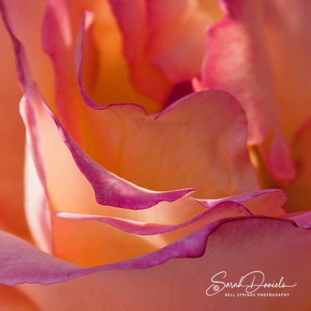 Pink and Orange Rose Petals
