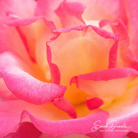 Pink and Yellow Rose Petals
