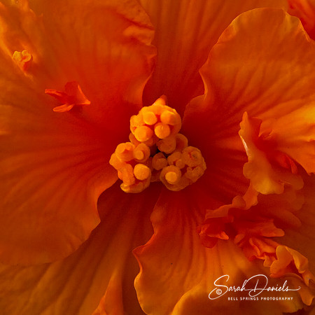 Orange Flower