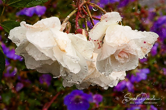 Rose Shower