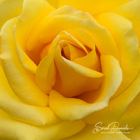 Yellow Rose