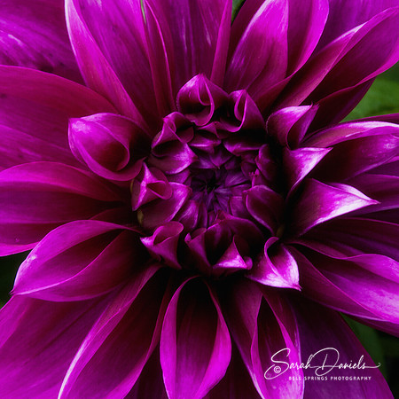 Purple Dahlia Close-up