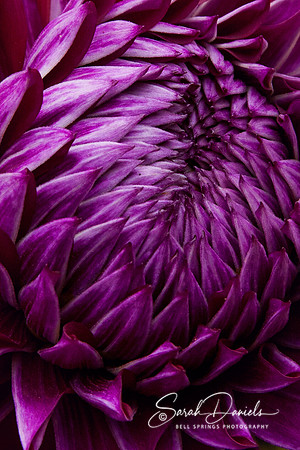 Purple Dahlia Unfolding