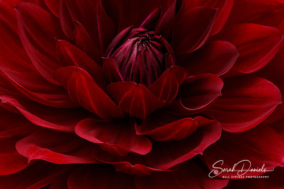 Red Dahlia Close-Up
