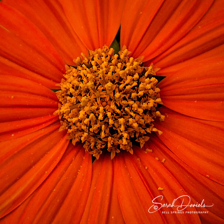 Orange Flower Close-Up