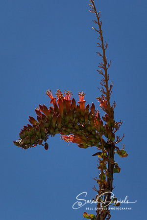 Red Ocotillo Flower