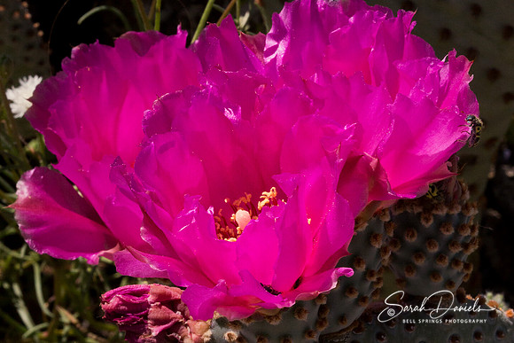 Pink Cactus Flowers