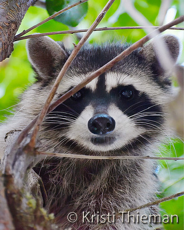 Raccoon Matrix by Kristi Thieman