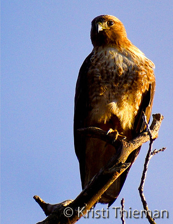 Valley Hawk by Kristi Thieman