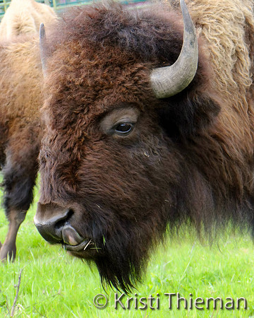 Buffalo Soul by Kristi Thieman