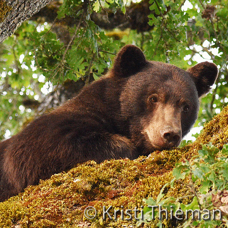 Oak Tree Siesta by Kristi Thieman