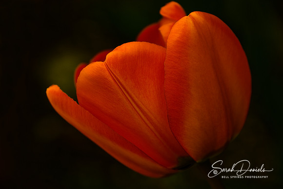 Red Tulip